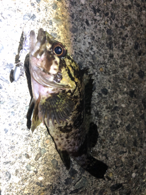 今年の釣り納めに友達と