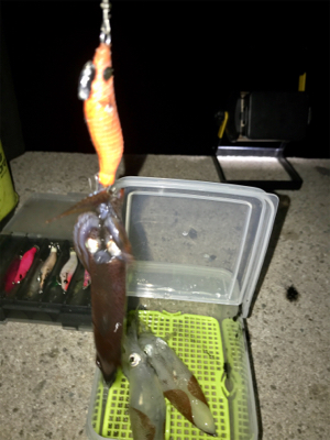 何時もと違う場所でもヒイカGET (^^)/