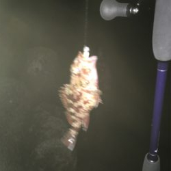 ひさびさの釣行が…