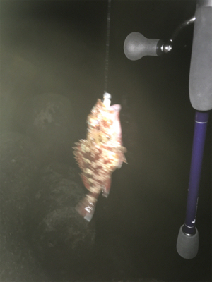 ひさびさの釣行が…