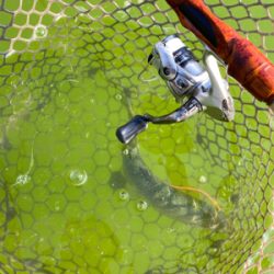 短時間トラウト釣行頻度