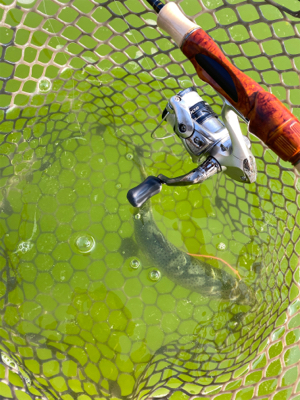 短時間トラウト釣行頻度