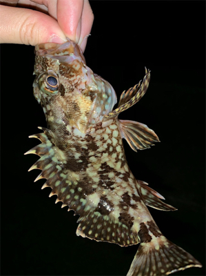 久しぶりの釣果