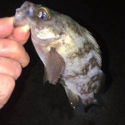 寒いけどメバリング