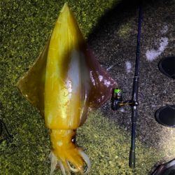 アカイカ 90cm アコウ他