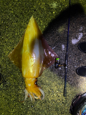 アカイカ 90cm アコウ他