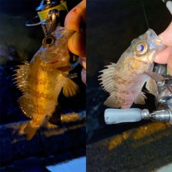 アジングのはずが？