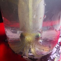 アジング練習 243 ヒイカ調査