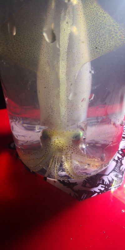 アジング練習 243 ヒイカ調査