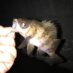 クリスマスイブの釣行！