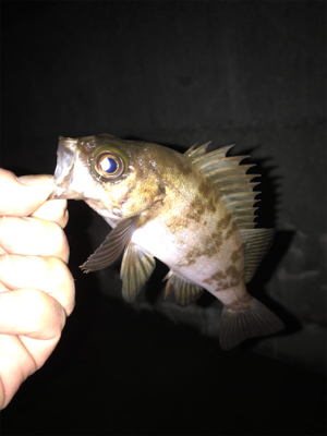 クリスマスイブの釣行！