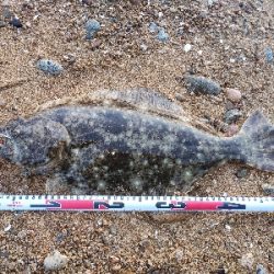 ヒラメ51cm