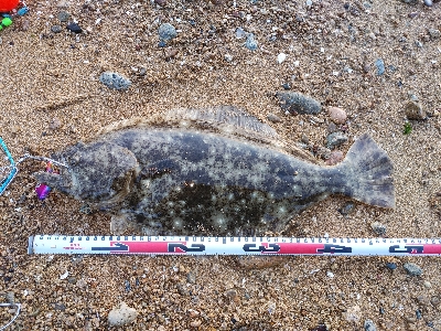 ヒラメ51cm