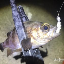 爆風極寒激渋アジング