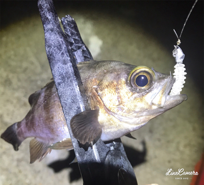 爆風極寒激渋アジング