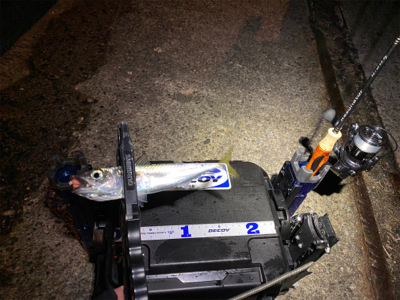 色々釣れるそれがアジング