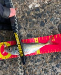 朝マヅメアジング！