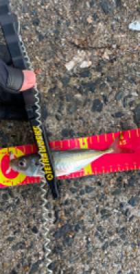 朝マヅメアジング！