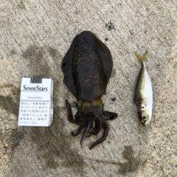 クリスマスアオリ