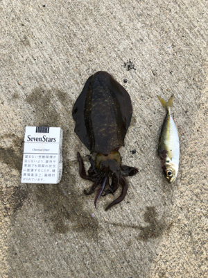 クリスマスアオリ