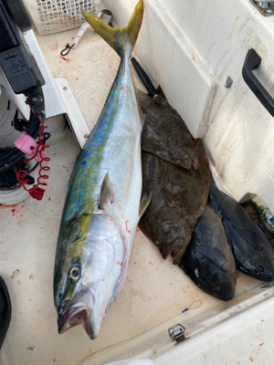 ヒラメリベンジ