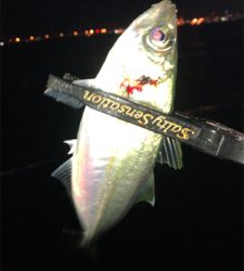 アジングナイト(久々の無風)