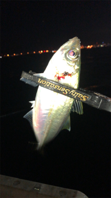 アジングナイト(久々の無風)