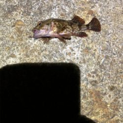 釣り納めロックフィッシュ