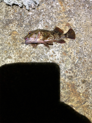 釣り納めロックフィッシュ