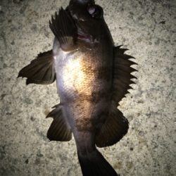 メバル開幕！2020ライトゲーム第40戦