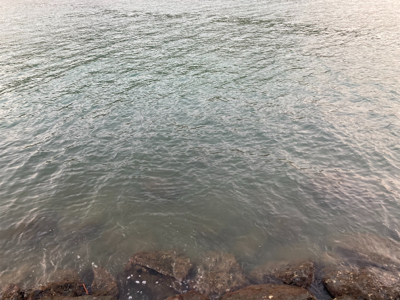 朝マズメのタチウオ釣果！！