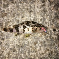 初ライトフィッシング