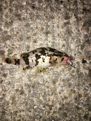 初ライトフィッシング