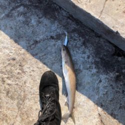 必見！サゴシの夢は終わらないゾ