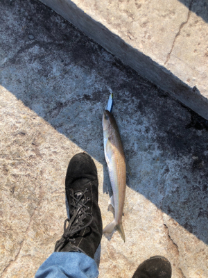 必見！サゴシの夢は終わらないゾ