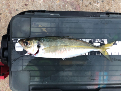 朝マズメ中アジ好調