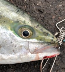 もしかしてブリマサ?