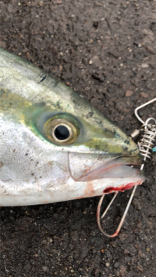 もしかしてブリマサ?