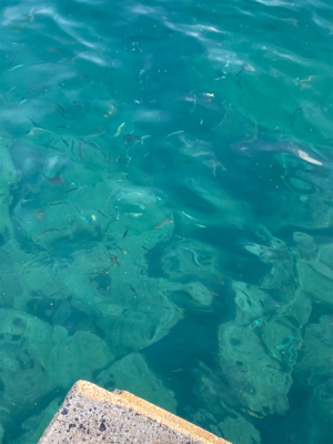 たくさん釣れました