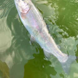 エンジョイトラウト