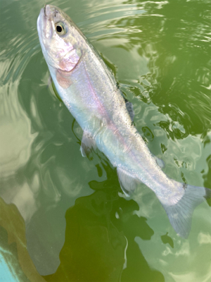 エンジョイトラウト