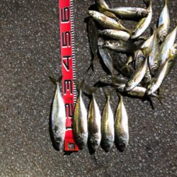 2020納竿‼︎かな