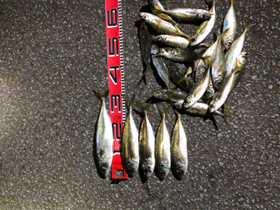 2020納竿‼︎かな