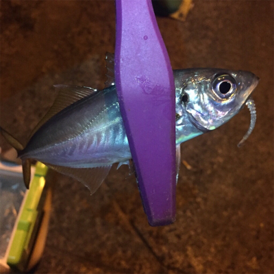 大阪湾奥アジング 釣り納め