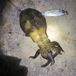 サイズが伸びず…