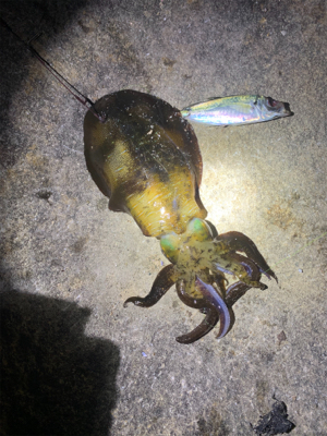 サイズが伸びず…