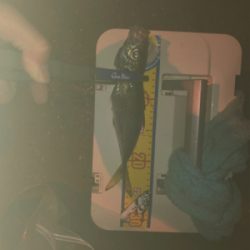 ベイトアジング