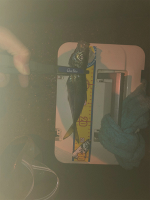 ベイトアジング