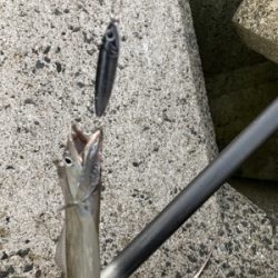 太刀魚美味いよね！