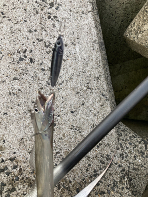 太刀魚美味いよね！